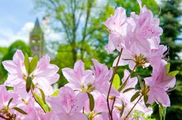 flowers with Thompson Hall